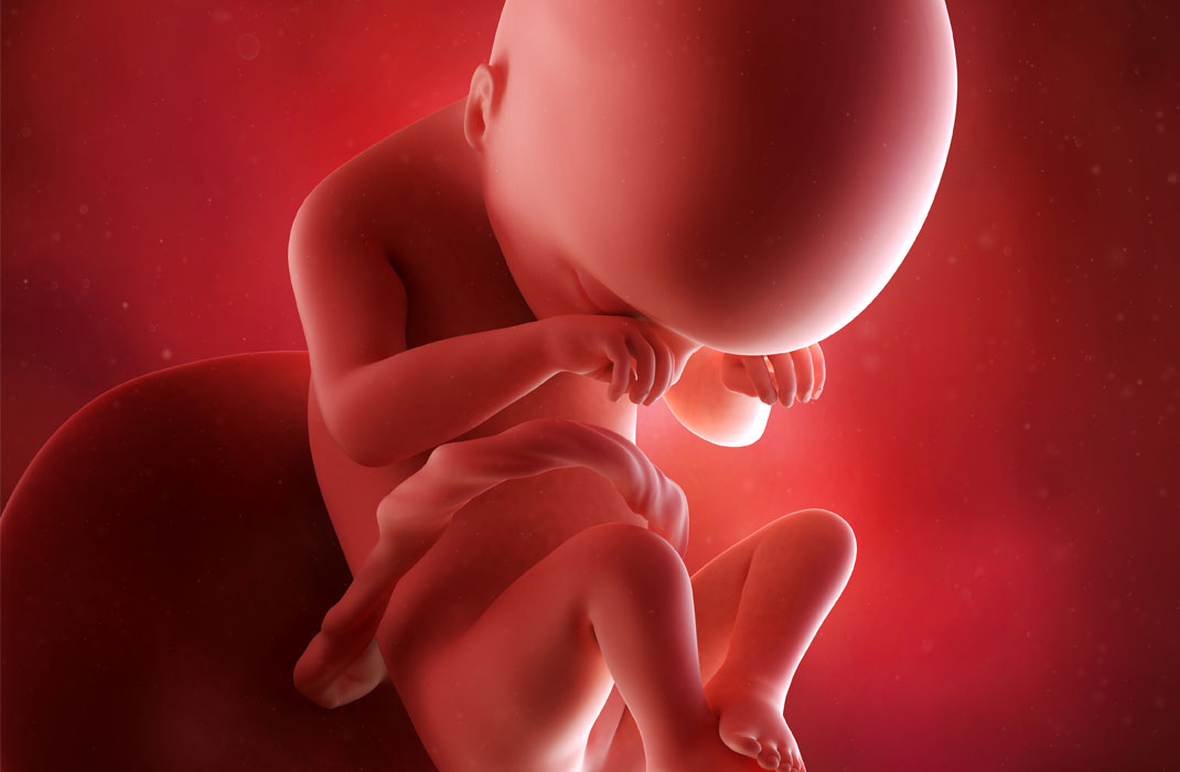 second_trimester_fetus.jpg